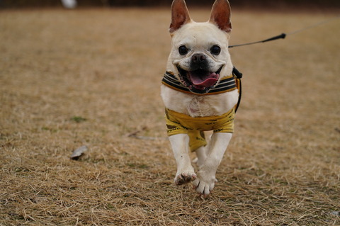 DSC01953 - コピー