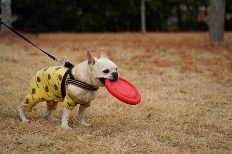 DSC02033 - コピー (2)