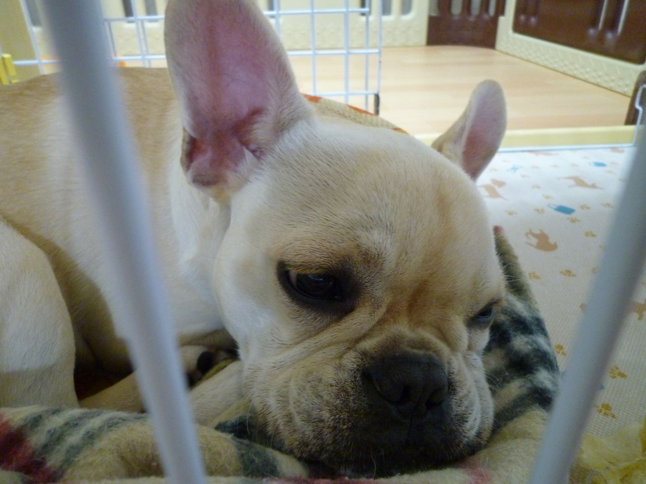 今後の方針 ﾌﾚﾝﾁﾌﾞﾙﾄﾞｯｸﾞまさお日記