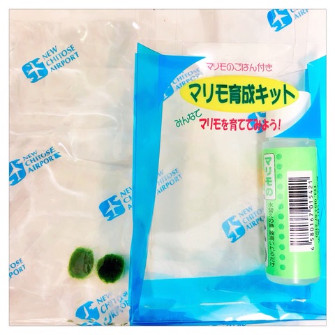 まりも２