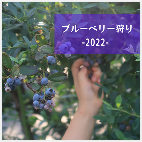 ブルーベリー狩り
