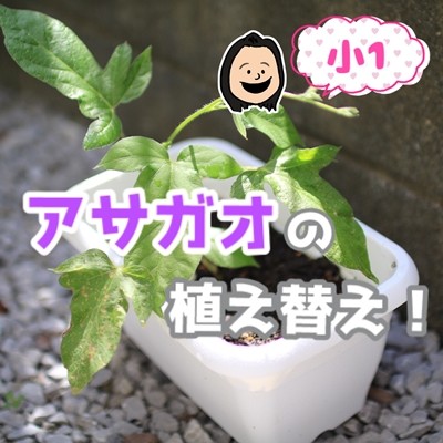 ダイソー 真っ白なミニプランターに学校で間引いてきた アサガオ を植え替えました えりゐのｅｖｅｒｙ ｄｉａｒｙ Powered By ライブドアブログ