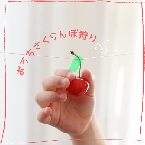おうちさくらんぼ狩り