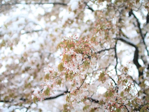 IMG_6525(1)