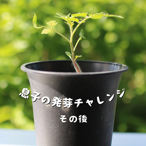 発芽チャレンジ