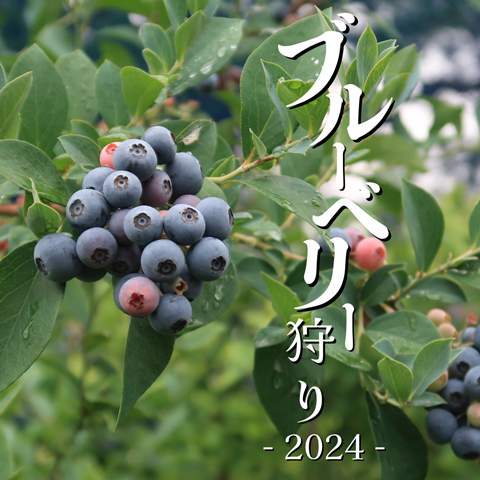 ブルーベリー狩り