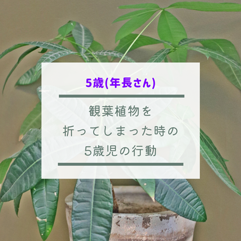 観葉植物