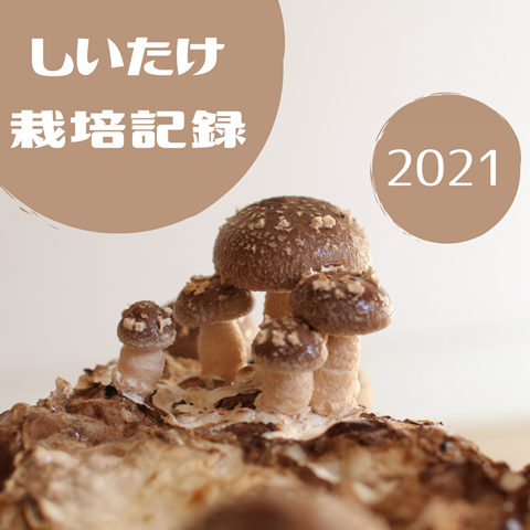 しいたけ 栽培記録