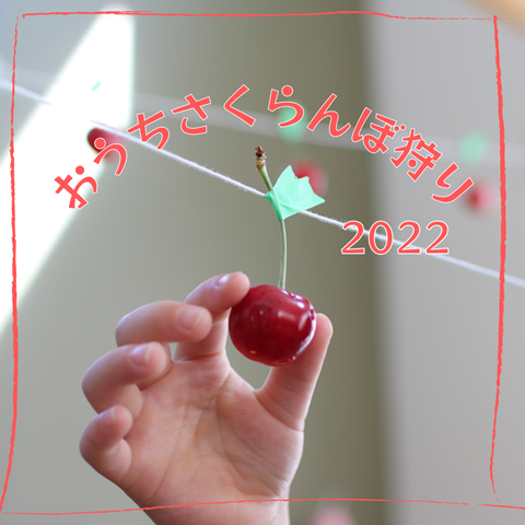 おうちさくらんぼ狩り (1)