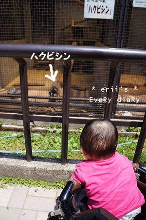 ハクビシン