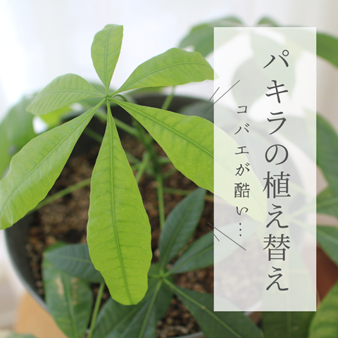 コバエが酷い…