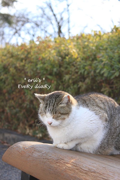 ねこ