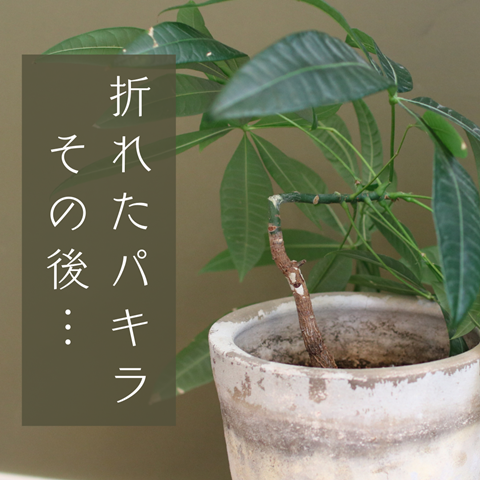 折れたパキラ その後…