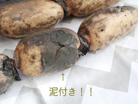 れんこん