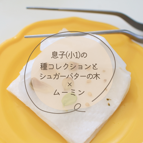 息子の 種コレクション (2)