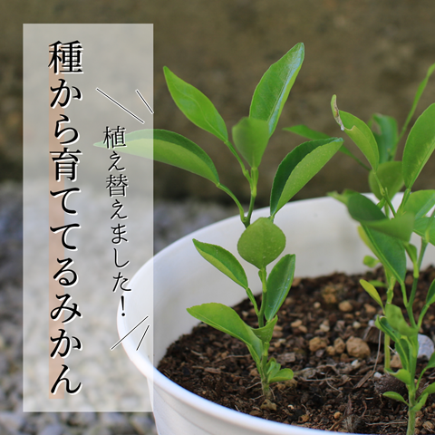 発芽チャレンジ