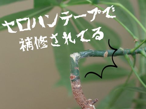 植物 (4)