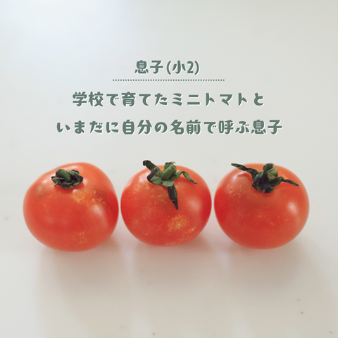 ミニトマト