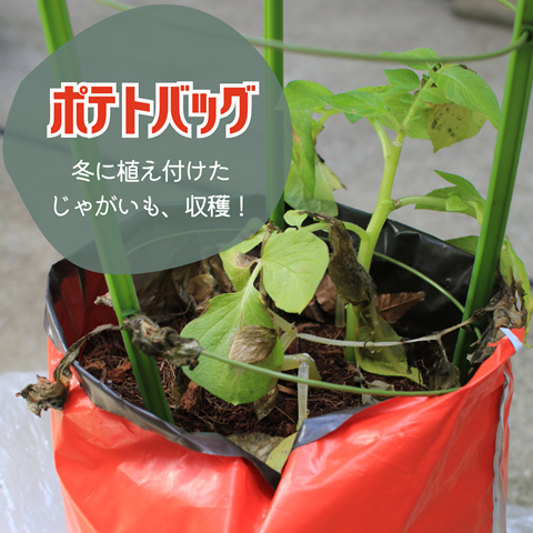 ポテトバッグ (2)