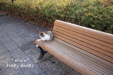 恐縮するねこ
