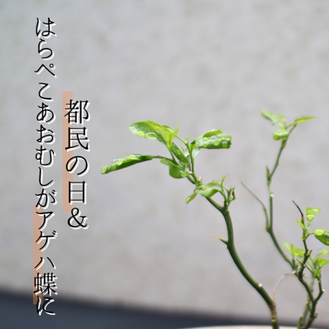 発芽チャレンジ