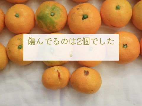 みかん