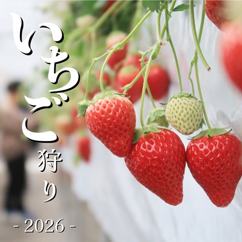 いちご狩り (1)