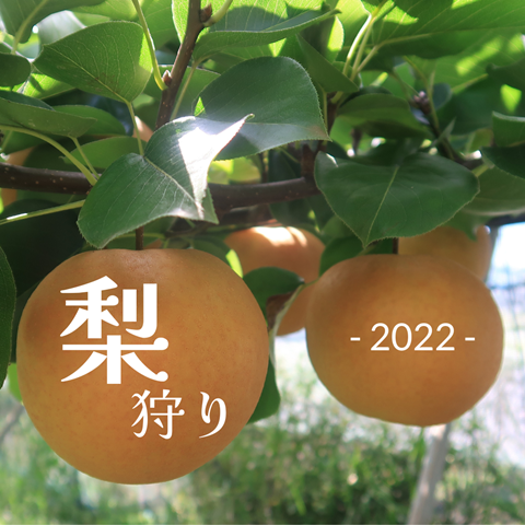 梨狩り
