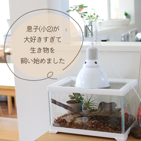カナヘビ