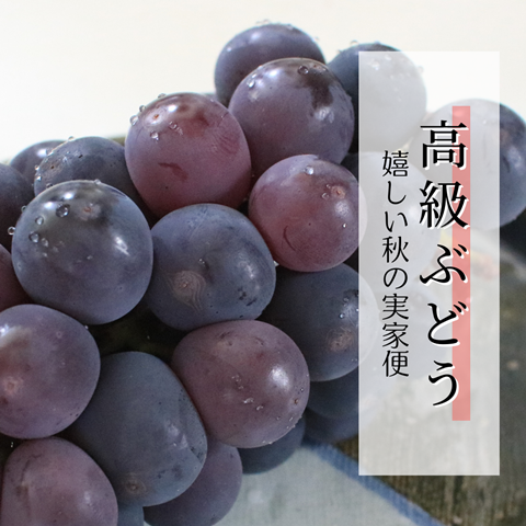 高級ぶどう