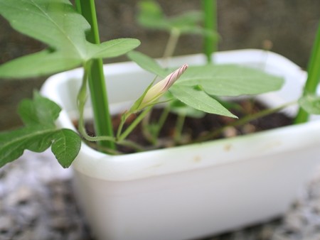 ダイソー 真っ白なミニプランターに学校で間引いてきた アサガオ を植え替えました えりゐのevery diary Powered By ライブドアブログ ダイソー 真っ白なミニプランターに学校で間引いてきた アサガオ を植え替えました えりゐのevery diary Powered By ライブドアブログ
