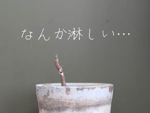 植物()