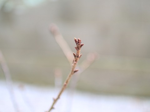 IMG_4388