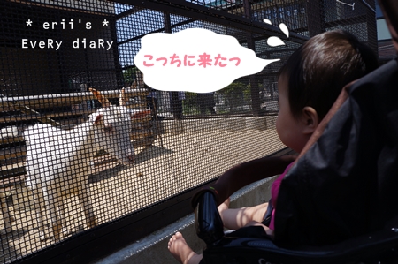ヤギ