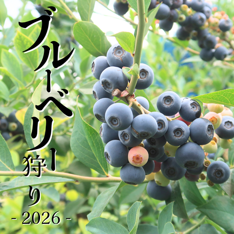 ブルーベリー狩り