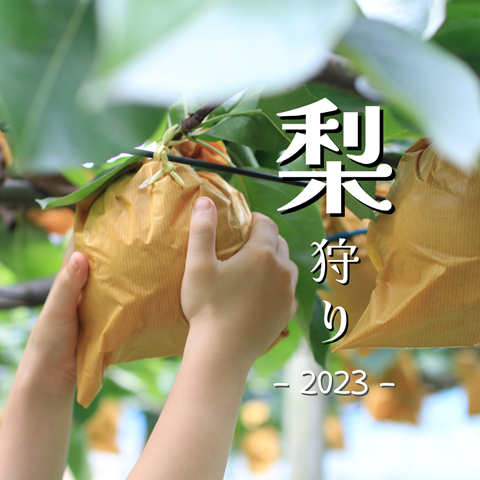 梨狩り