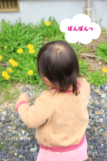 タンポポ