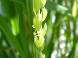 稲の花2
