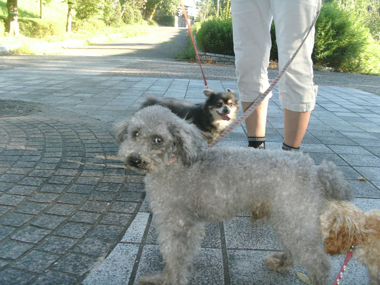 東日本大震災の被災犬チョッパーくんヽ ゝc o ノ ゚ ョロシクjyo らりるれ るなちゃんず 東日本大震災の被災犬チョッパーくんヽ ゝc o ノ ゚ ョロシクjyo らりるれ るなちゃんず