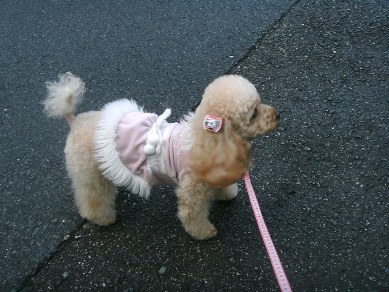 らら じぃちゃん らりるれ るなちゃんず らら じぃちゃん らりるれ るなちゃんず