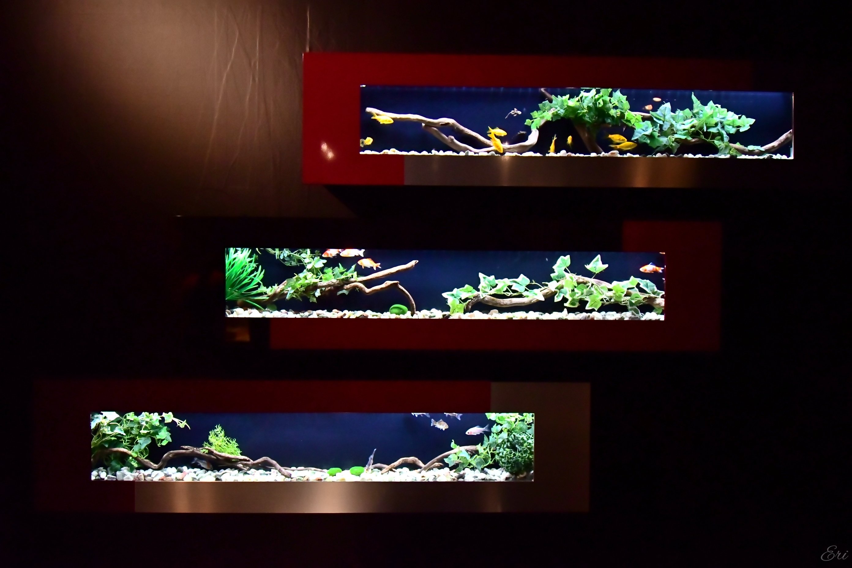 アートアクアリウム19 日本橋 へ行った話 英理の絵空事