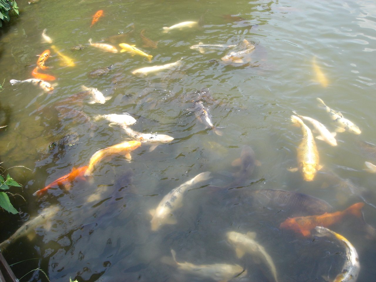 三ツ池公園散策 コイに餌やり おとうふ日和