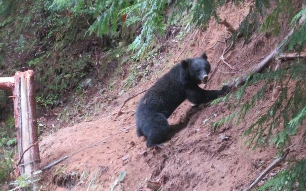 img_52ebff10ec7a96f82283a8ee4536e5cf529052