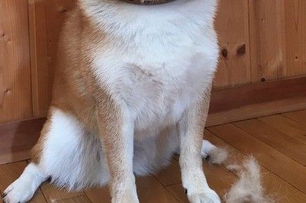 抜け毛の山を犬の頭に乗せた結果ｗｗｗｗｗｗｗｗｗ 解せぬ表情してやがるｗｗｗｗｗｗｗｗ