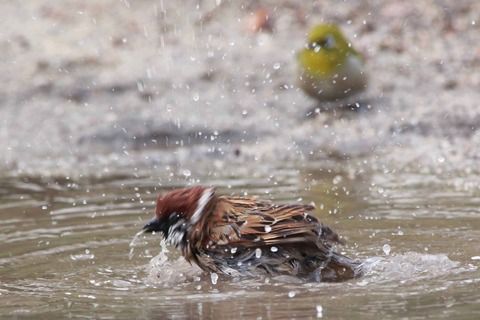 【画像】スズメ「寒中水泳気持ちいい！」 メジロ「ええな！ほな、ワイも…」 → 結果ｗｗｗｗｗｗｗｗｗ
