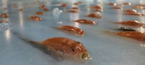 【炎上】北九州・スペースワールドで行われていた『5000匹の魚を氷漬けにしたアイスリンク上でスケート』に非難の声殺到！ 「悪趣味」「狂気の沙汰」など