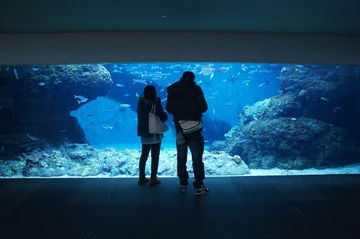 水族館デートしたんだけど、 館内にたまたまギャン泣きしてる赤ちゃんがいたんだ。 おー元気だなーと思ってたら、元彼がすっごい嫌そうに 「俺、自分の子供だったらぶん殴ってる」