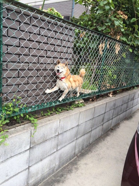 クソスレ速報