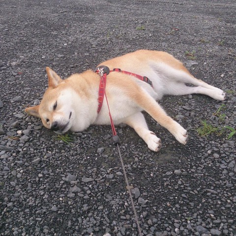 クソスレ速報 クソスレ速報