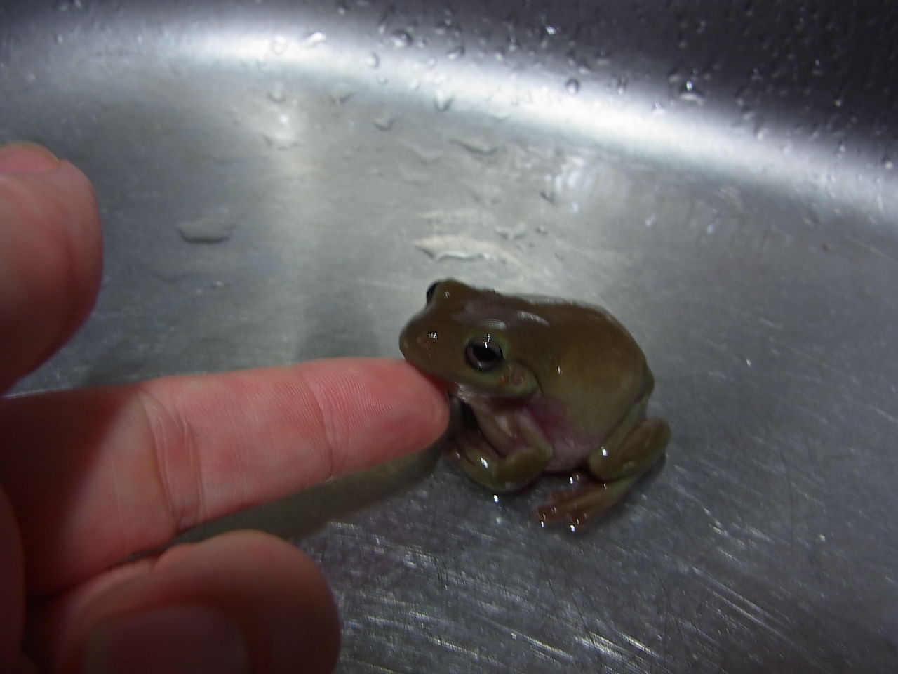 両生類 ペットのことなども